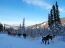 dog sled trail blue sky